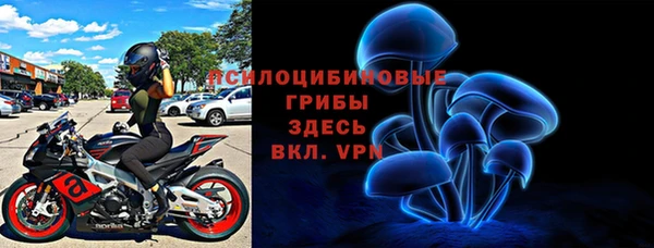 хмурый Аркадак